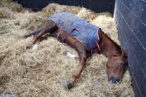 _Ben haslam middleham 7.jpg